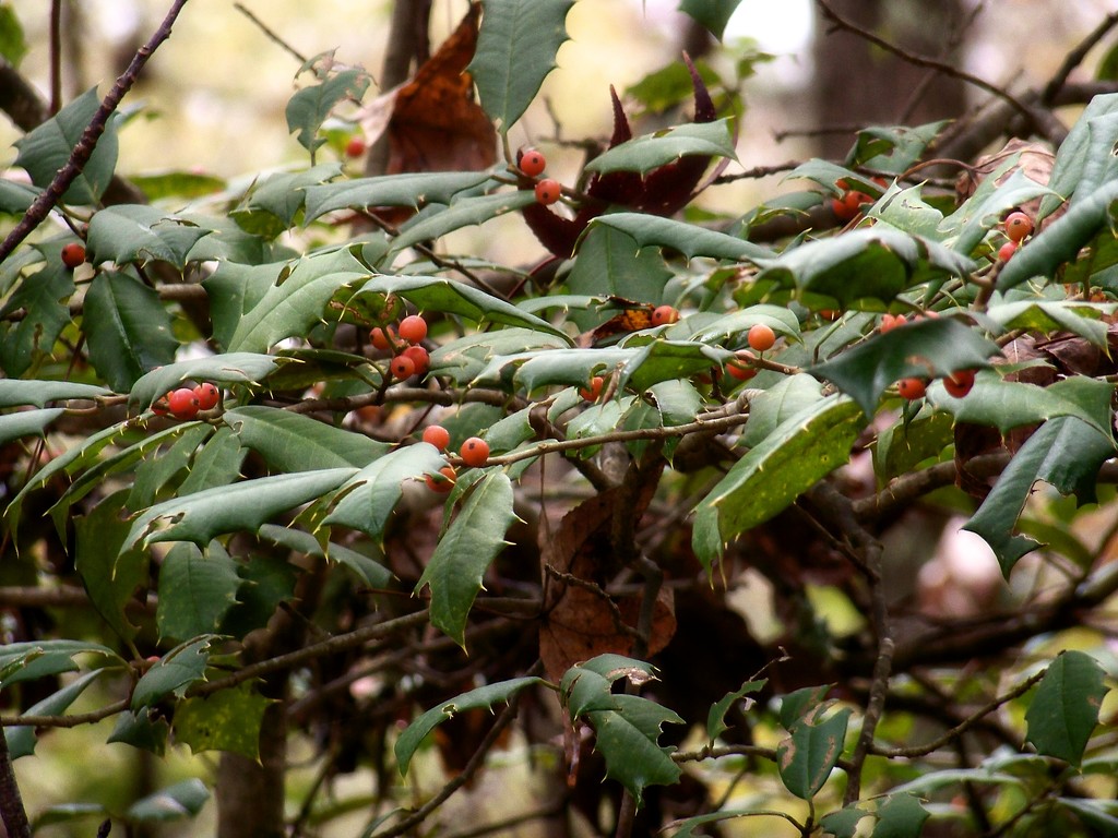 Wild American Holly (Ilex opaca)... by marlboromaam
