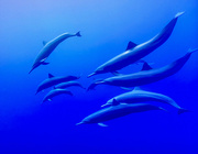 23rd Nov 2020 - Dolphins