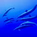 Dolphins by sprphotos