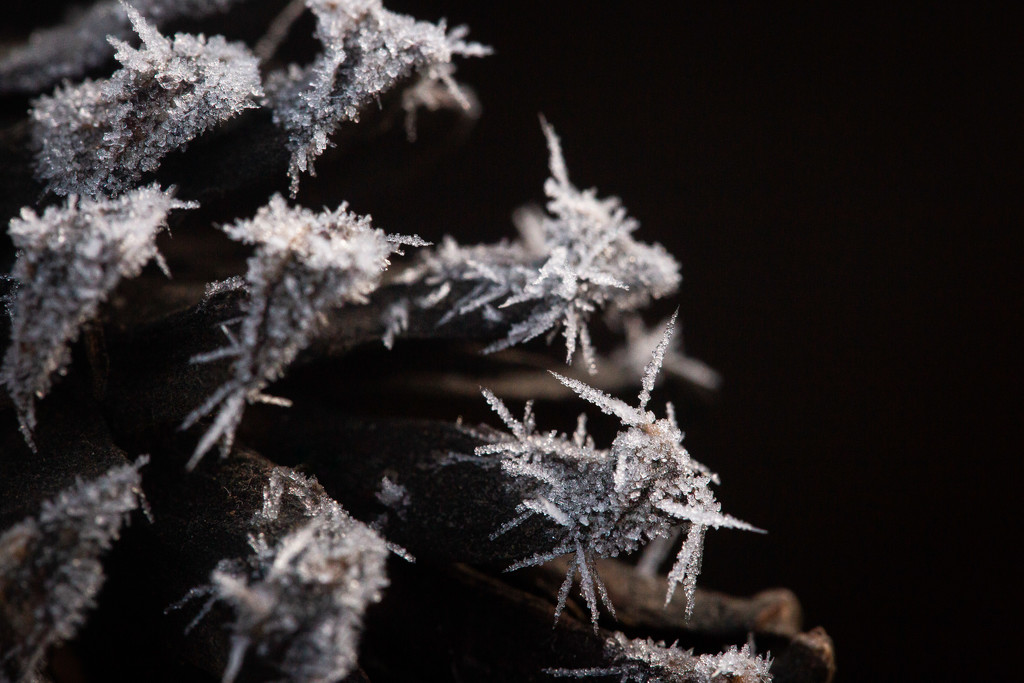 Ice Crystals on a Pinecone  by tina_mac