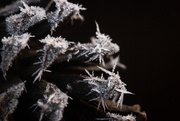 1st Dec 2020 - Ice Crystals on a Pinecone 