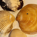Shells! by rickster549