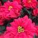 Winter rose poinsettia  by kchuk