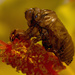 Cicada on the Flower!   by rickster549