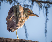 1st Dec 2020 - Young Black-crowned Night-heron