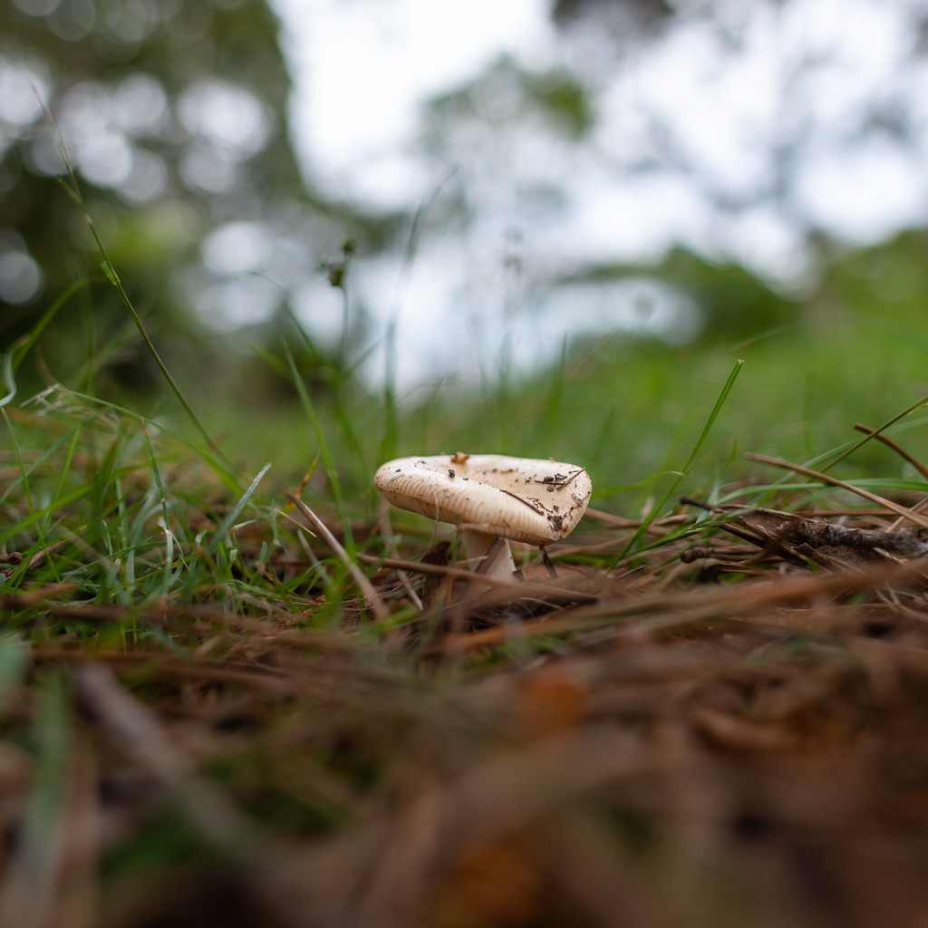 Just a little mushroom by yaorenliu