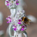 Bee and a flower by gosia