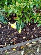 1st Dec 2020 - Early Daffodils 