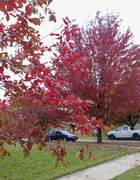 18th Oct 2020 - Leave 14 - Fall 2020 Peak Red on our street