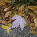 Leaves 12 - Fall 2020 Lost maple by houser934