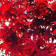 28th Nov 2020 - Red Red Red Leaves