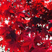 Red Red Red Leaves by yogiw