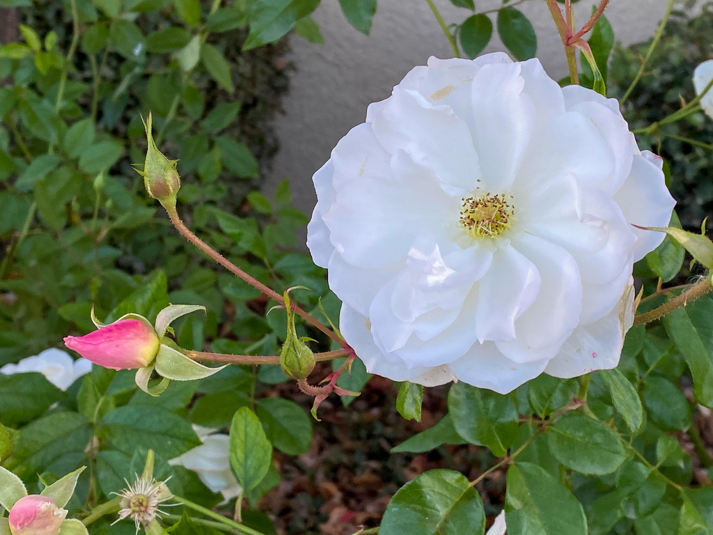 White Rose by shutterbug49