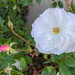 White Rose by shutterbug49