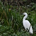It was nice to see the egret too by rosiekind