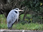 2nd Dec 2020 - And we saw a heron