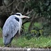 And we saw a heron by rosiekind