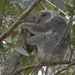 put yer feet up by koalagardens