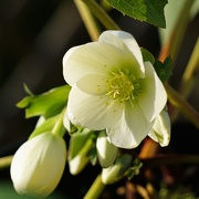 2nd Dec 2020 - Christmas roses