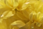 2nd Dec 2020 - I like my flowers yellow