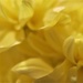 I like my flowers yellow by lmsa