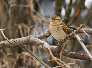 2nd Dec 2020 - Just Another Little Sparrow...