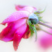 Frosty Rose by kvphoto