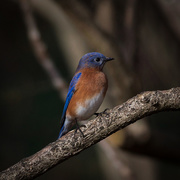 2nd Dec 2020 - Mr. Bluebird on my branches