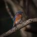 Mr. Bluebird on my branches by berelaxed