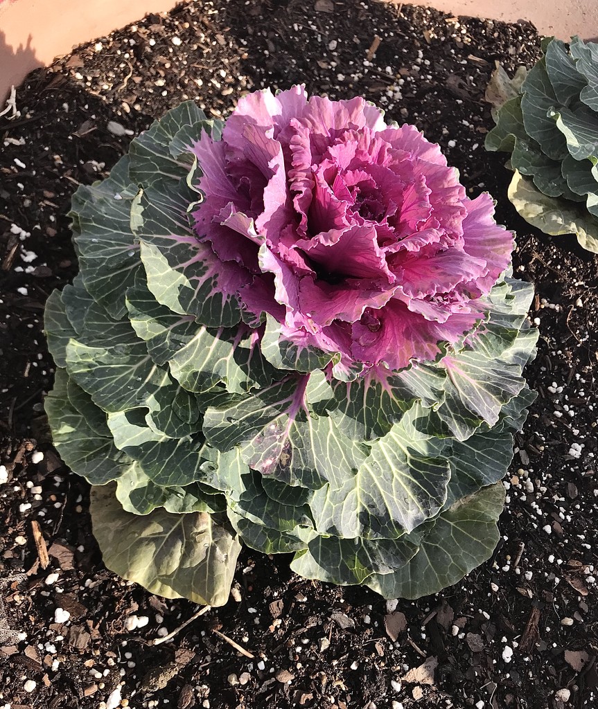 Ornamental Cabbage by mjmaven