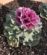 1st Dec 2020 - Ornamental Cabbage
