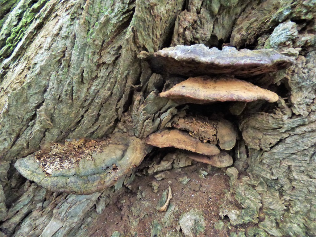 Gnarled trunk and bracket fungus  by julienne1