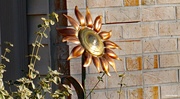 2nd Dec 2020 - Bronze sunflower