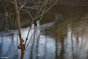 2nd Dec 2020 - Ice forming on the pond