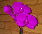 3rd Dec 2020 -  My Newest Orchid ~   