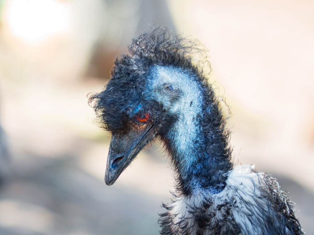 Emu seems deep in his thoughts by gosia