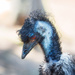 Emu seems deep in his thoughts by gosia