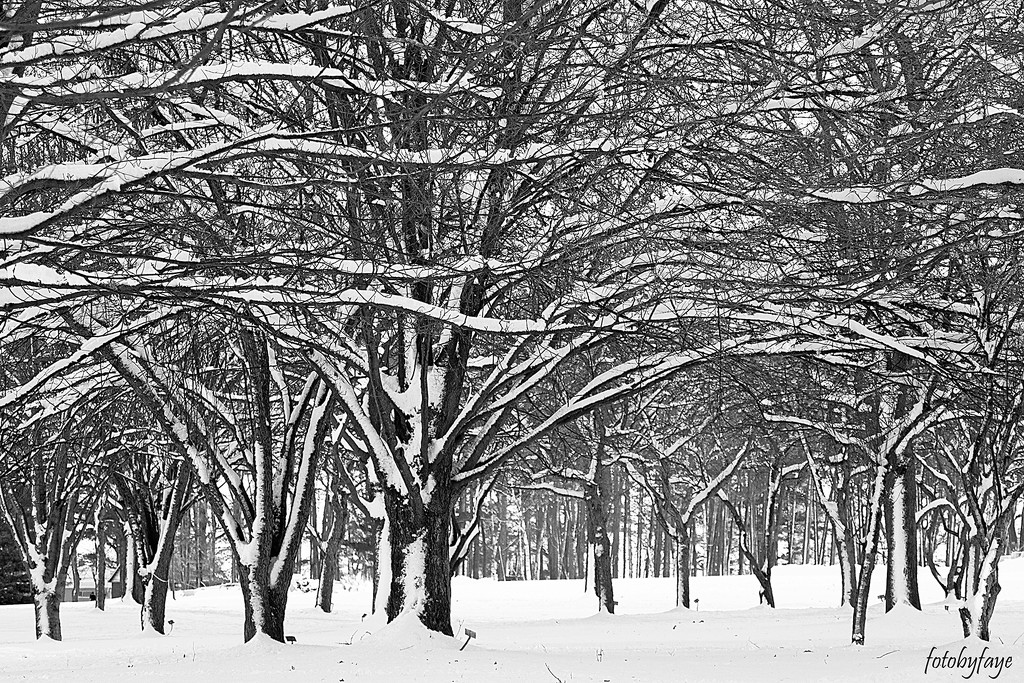 Snow covered forest in black and white by fayefaye