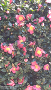 3rd Dec 2020 - Painted camellias from the Zaxby's drive-thru...
