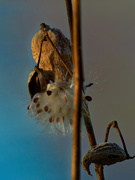 2nd Dec 2020 - milkweed seeds