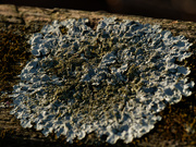 2nd Dec 2020 - rough speckled shield lichen