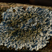 rough speckled shield lichen by rminer