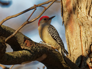 2nd Dec 2020 - red-bellied woodpecker