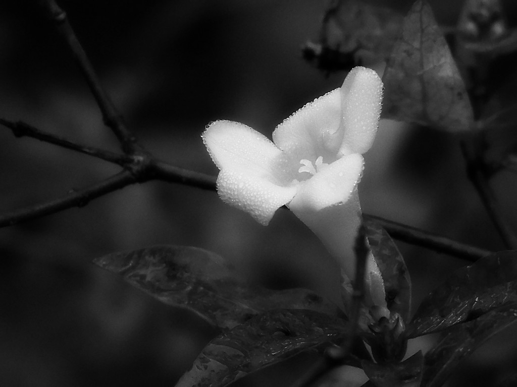Wild Carolina jasmine in black and white... by marlboromaam