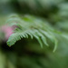 Green ferns... by thewatersphotos
