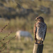 Red-shouldered hawk  by dutchothotmailcom