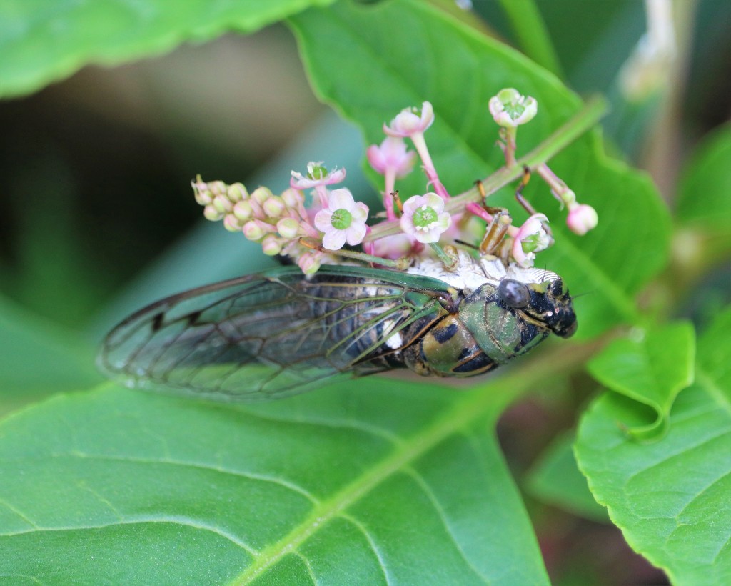 September 23: Cicada on Poke by daisymiller