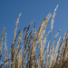 Grasses at noon  by sschertenleib