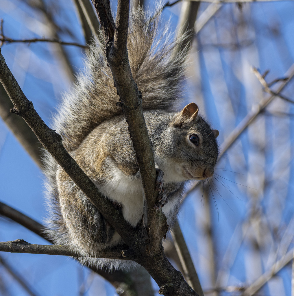 Squirrel enjoying the sunshine. by cwbill