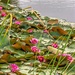 Waterlilies spreading out by ludwigsdiana